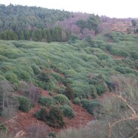 simon Ford Rhododendron spreading over Quantocks 1014